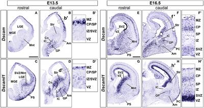 Subtle Roles of Down Syndrome Cell Adhesion Molecules in Embryonic Forebrain Development and Neuronal Migration